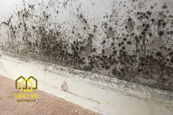 What’s the First Step to Take When You Notice Damp on a Party Wall Nottingham?